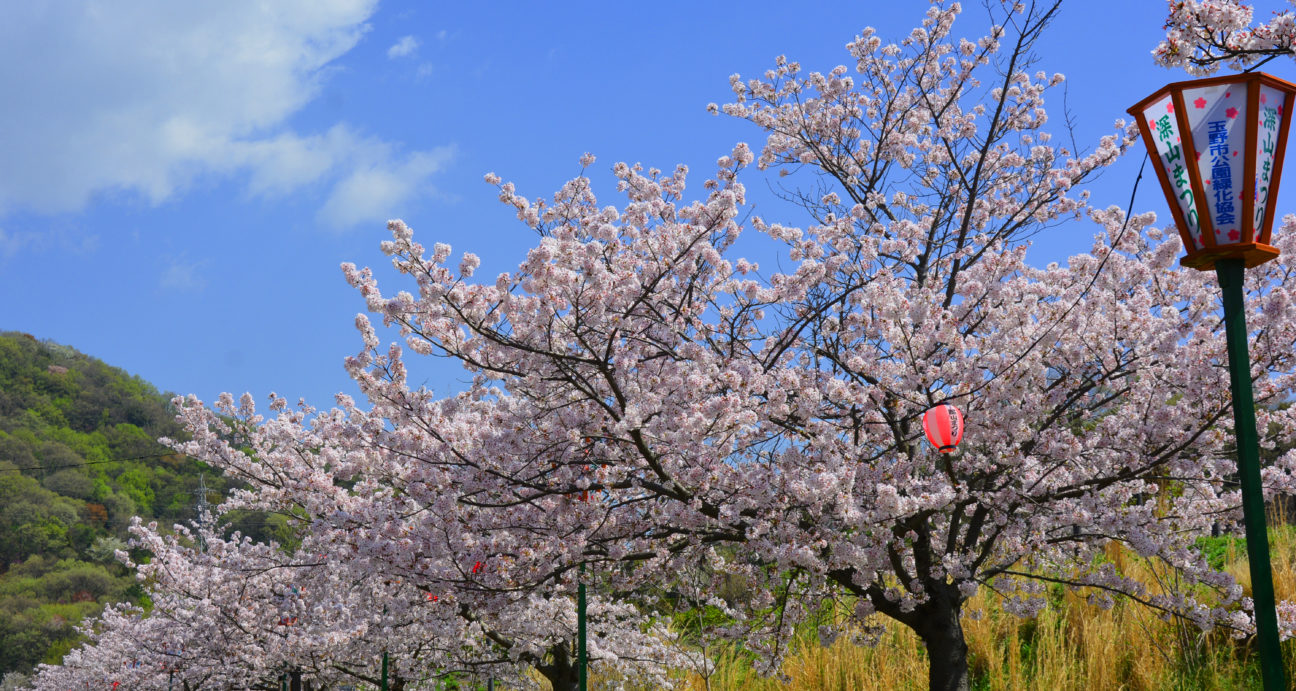 満開に咲き誇るみやま公園の桜