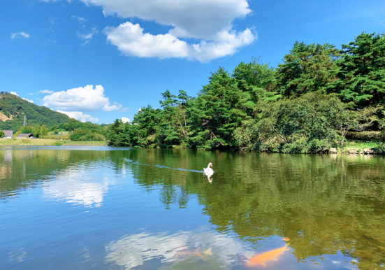 白鳥と鯉が優雅に泳ぐ赤松池