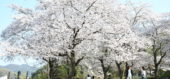 常山駐車場の満開の桜