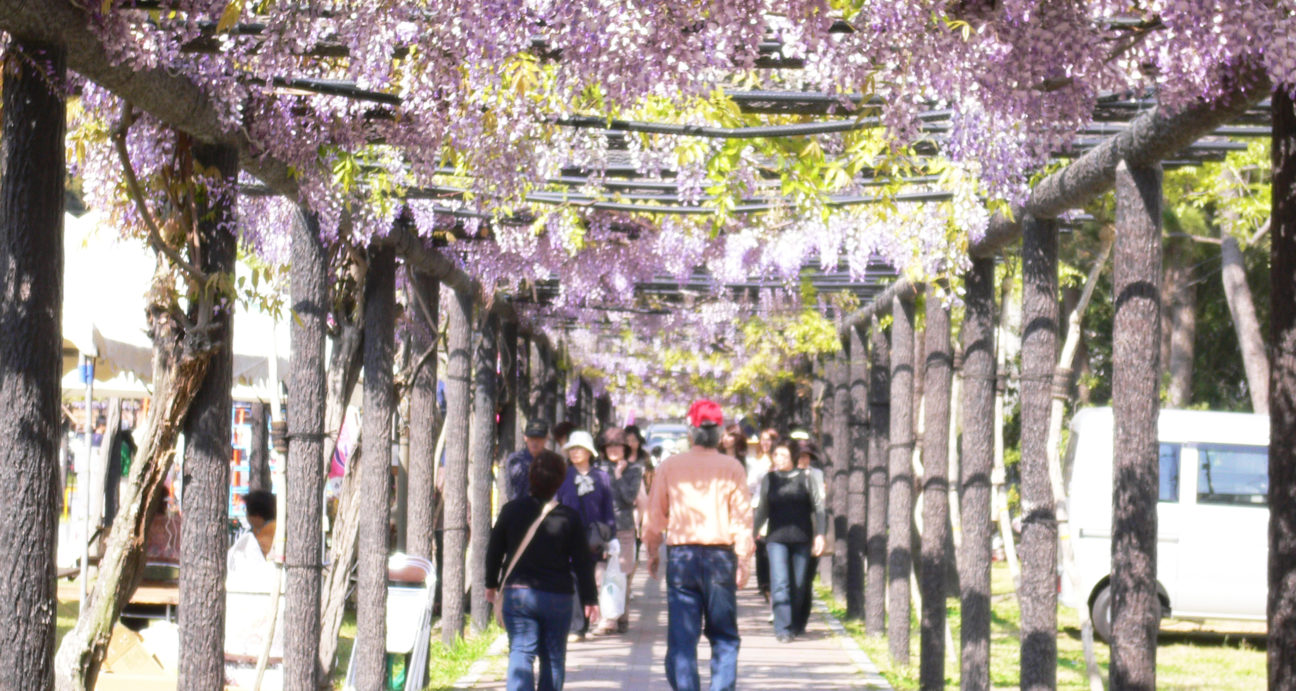 満開に咲く藤棚の下を歩く観光客