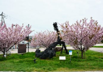 どっしり構えるアート作品いかりと満開の桜