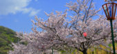 満開に咲くみやま公園の桜