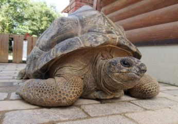 アルダブラゾウガメのアブー