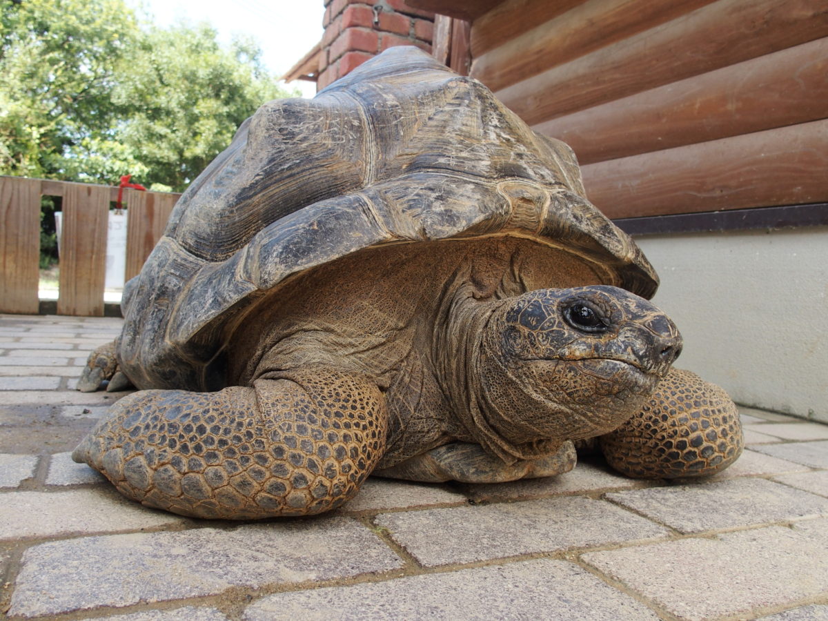 渋川 動物 公園
