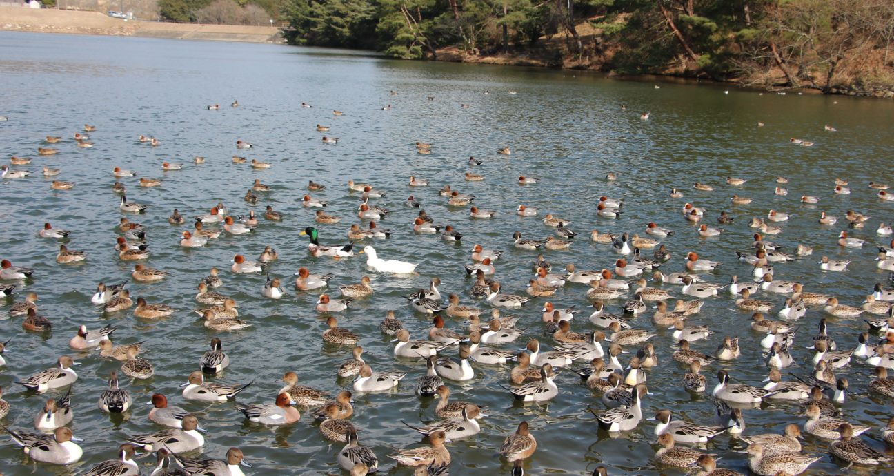 赤松池に飛来した渡り鳥