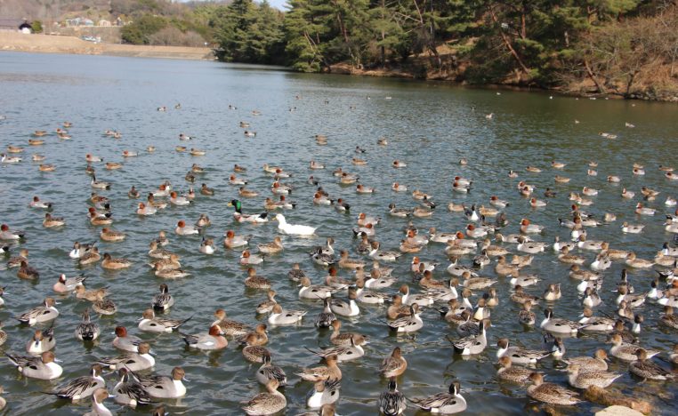 赤松池に飛来した渡り鳥