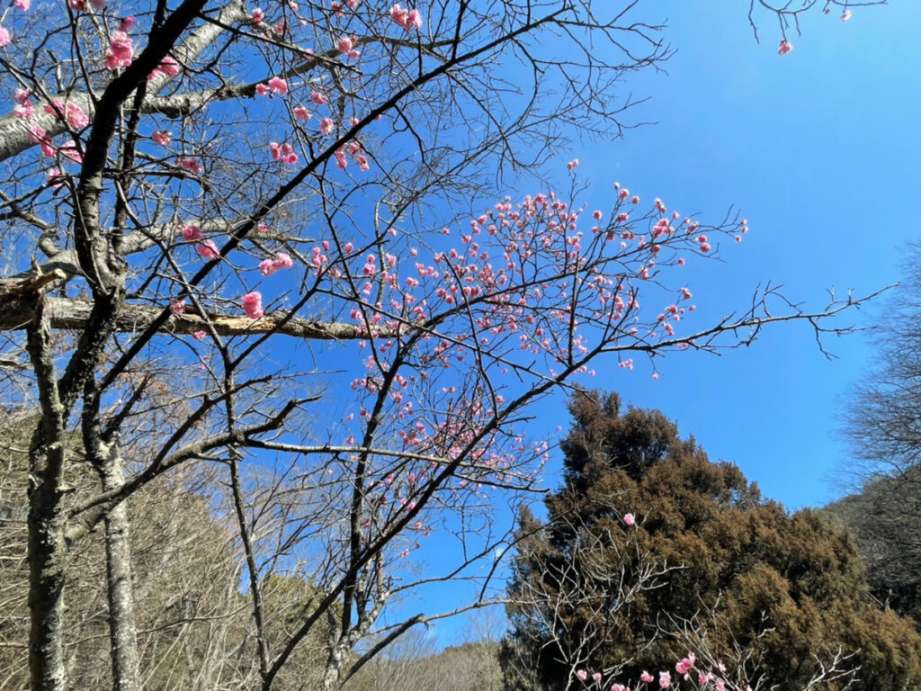 みやま公園の梅の木