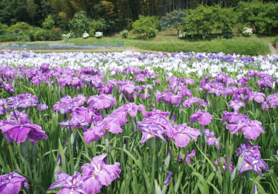 玉野市山田の花菖蒲園の様子