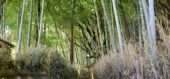 玉仙岩協働公園の竹やぶ