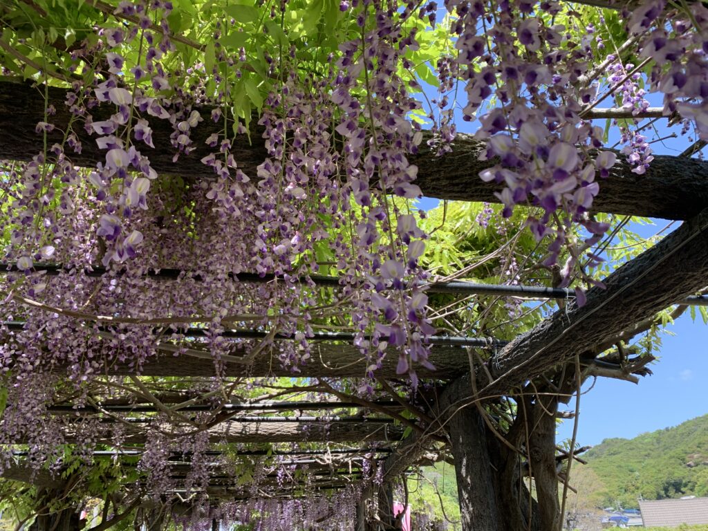玉野市渋川公園の藤棚の開花の様子