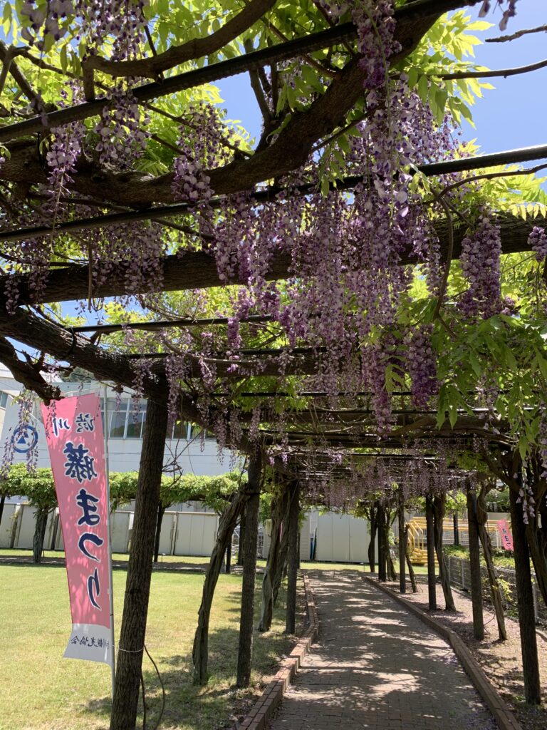 玉野市渋川公園の藤棚の開花の様子