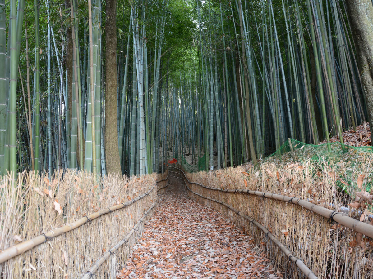 天王池の竹林 | 瀬戸内 玉野 観光ガイド 「公式」 | 岡山県玉野市の