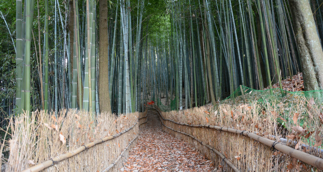 玉野市長尾にある約70mの遊歩道がある竹林