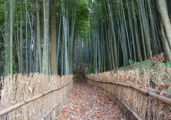 玉野市長尾にある約70mの遊歩道がある竹林