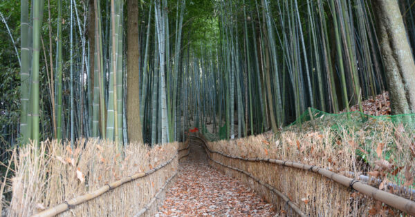 天王池の竹林 | 瀬戸内 玉野 観光ガイド 「公式」 | 岡山県玉野市の