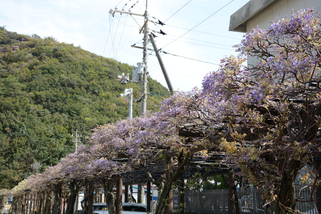 2023年渋川公園の藤棚の開花の様子
