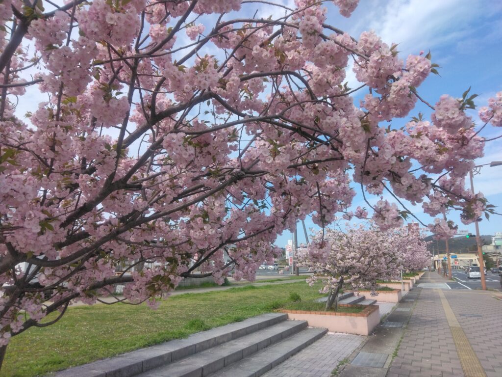 玉野市宇野港の桜並木の様子