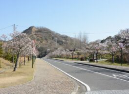 みやま公園の桜の様子