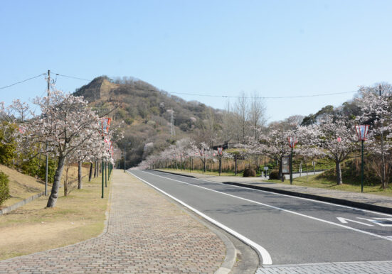 みやま公園の桜の様子