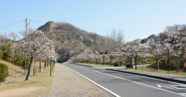 深山さくらまつり