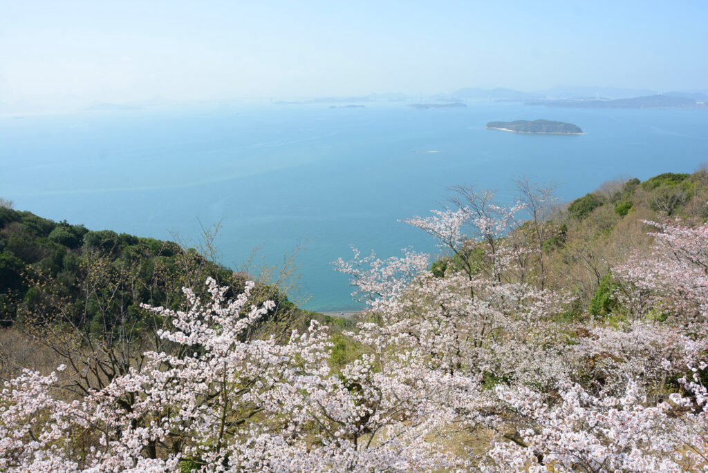 王子が岳、レストハウスの桜の様子