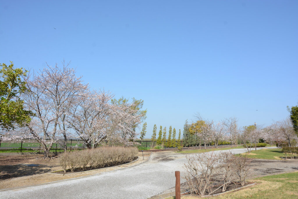 自然環境体験公園の桜の様子