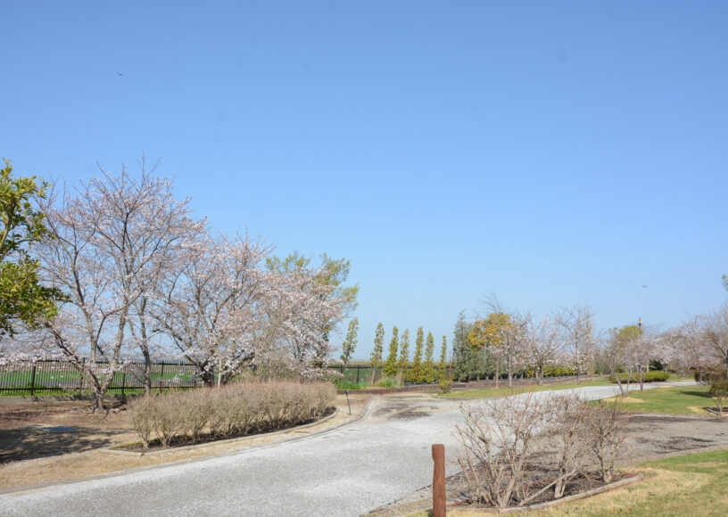 自然環境体験公園の桜の様子