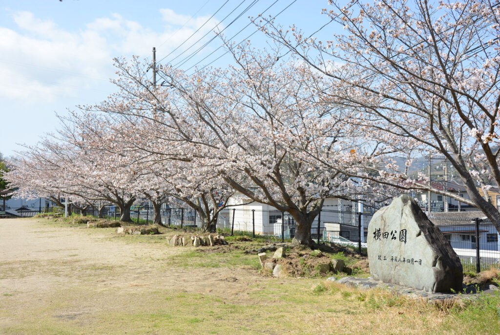 横田公園の桜の様子