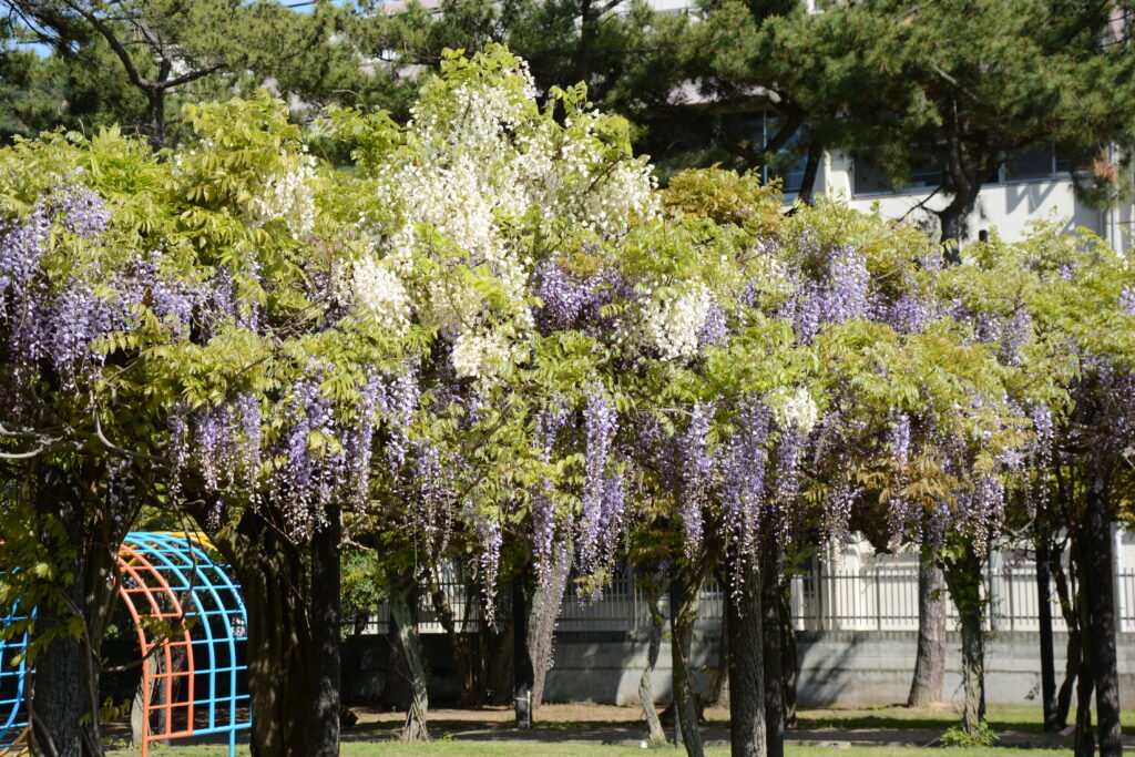 2023年渋川公園の藤棚の開花の様子