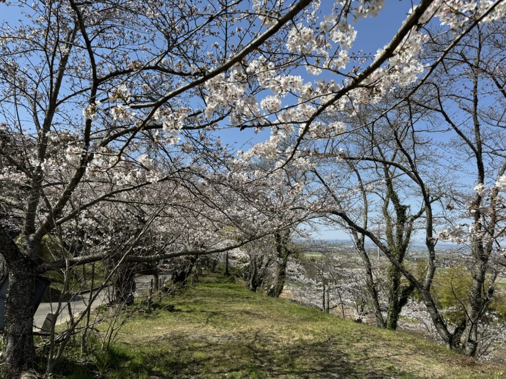 玉野市常山の2024年の桜
