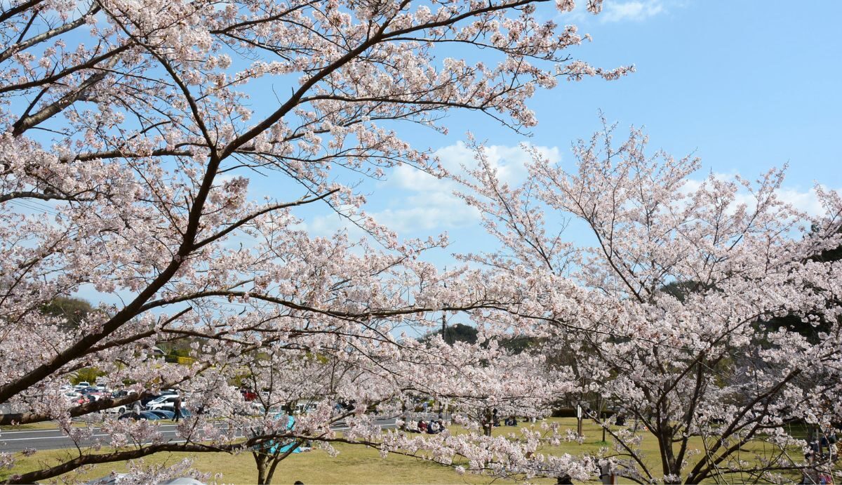 深山さくらまつり | 瀬戸内 玉野 観光ガイド 「公式」 | 岡山県玉野市
