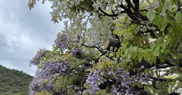2026年 藤棚開花状況 | 瀬戸内 玉野 観光ガイド 「公式」 | 岡山県玉野